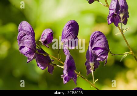 Aconitum variegatum subsp. Paniculatum Stockfoto