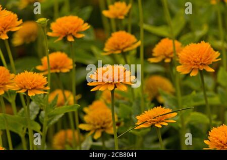 Heliopsis helianthoides var.scabra 'Asahi' Stockfoto