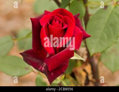 Rosa "Tiefes Geheimnis" Stockfoto