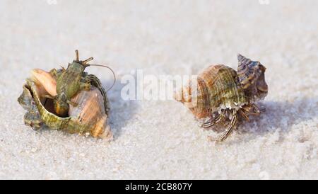 Zwei Nahaufnahmen einer kleinen Einsiedlerkrabbe auf einem White Sand Florida Beach Stockfoto