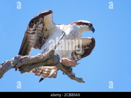 Nahaufnahme eines schönen Fischadlers mit The Last of His Fish Abendessen auf einem Dead Tree Branch Stockfoto