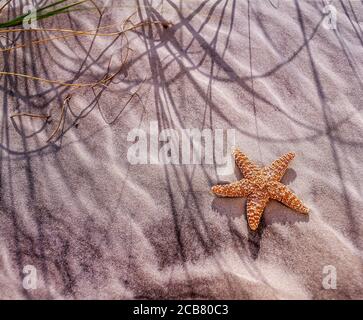 Seesterne auf sandigen Strand Hintergrund mit Kopierplatz Stockfoto