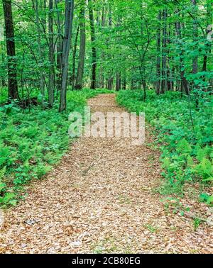 Weg durch Wälder im westlichen New York State in der Usa Stockfoto