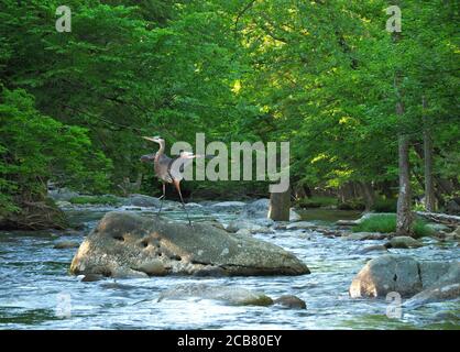 Great Blue Heron Landing auf einem Felsbrocken im Little River im Great Smokies Mountains National Park, Tennessee Stockfoto