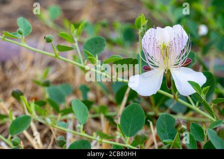 Wilde Kaperblüte in der andalusischen Landschaft Stockfoto