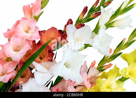 Blumen Komposition mit schönen Gladiolus isoliert auf weißem Hintergrund. Stockfoto
