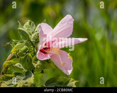 Sumpf Mellow auch als Rose Mallow oder Sumpf Rose Mellow in Myakka River State Park in Sarasota Florida USA Stockfoto