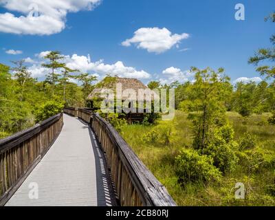 Boardwalk durch Zypressen im Kirby Storter Roadside Park in Big Cypress Preserve im südlichen Florida USA Stockfoto