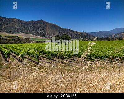 Arroyo Seco Canyon Weinberge, Monterey Co., Kalifornien. USA Stockfoto