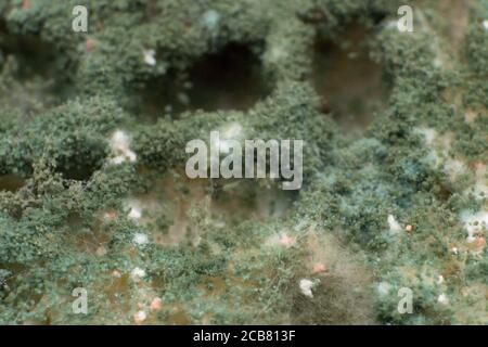 Rhizopus (schimmelpilz) ist eine Pflanzenart aus der Gattung der Gemeinsamen saprophytische Pilze, Makro Foto Stockfoto