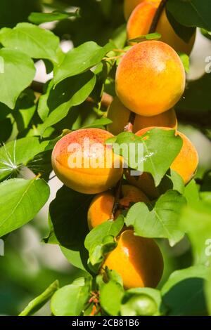 Nahaufnahme von Aprikosen auf dem Ast Stockfoto