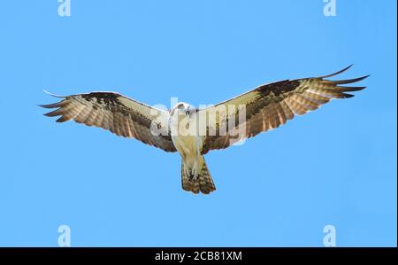 Schöner Fischadler Fliegen mit Outstreached Wings auf einem sonnigen Blau Himmelstag Stockfoto