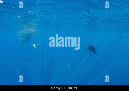 Seemänner und Marlins jagen und füttern auf einem Köder, Magdalena Bay, Baja California Sur, Mexiko. Stockfoto