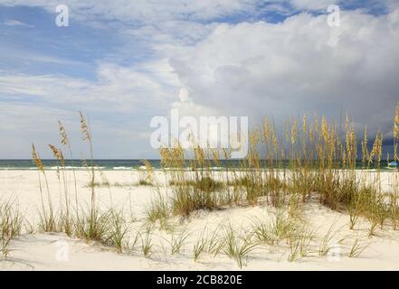 Der wunderschöne White Sand Beach und Sea Oates am Golfküste im Nordwesten Floridas Stockfoto