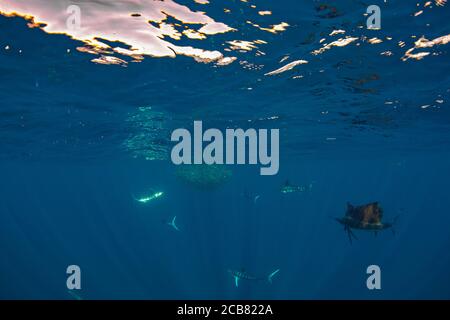 Seemänner und Marlins jagen und füttern auf einem Köder, Magdalena Bay, Baja California Sur, Mexiko. Stockfoto