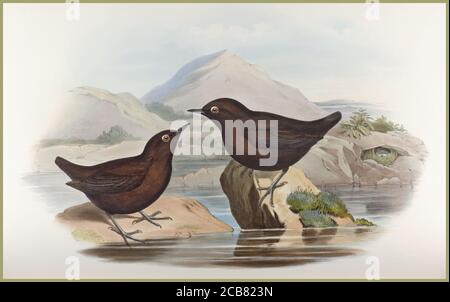 WASSEROUZEL Jahrgang 1850 Lithographie Cinclus Pallasi (Pallas's Water-Ouzel) eine original handkolorierte Lithographie für Goulds 'Birds of Europe', John Gould (britischer Maler, Ornithologe, 1804-1881) Illustrationen Vögel --Bildwerke Colophon Taylor und Francis. Vollendet nach dem Tod des Autors von R. Bowdler Sharpe. John Gould die Vögel Asiens. London : gedruckt von Taylor und Francis : Veröffentlicht vom Autor, 1850-1883. Stockfoto