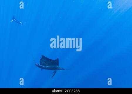 Seemänner und Marlins jagen und füttern auf einem Köder, Magdalena Bay, Baja California Sur, Mexiko. Stockfoto