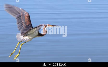 Ein wunderschöner dreifarbiger Reiher fliegt über den Blue Lake hinaus Stockfoto