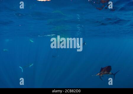 Seemänner und Marlins jagen und füttern auf einem Köder, Magdalena Bay, Baja California Sur, Mexiko. Stockfoto