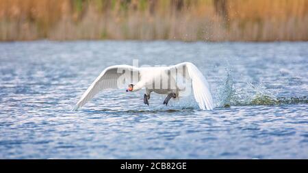 Wildtiere Hintergrund Cygnus Schwanland oder hebt sich auf der Wasseroberfläche. Das beste Foto. Stockfoto