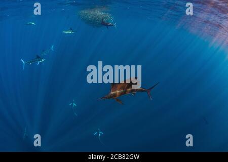 Seemänner und Marlins jagen und füttern auf einem Köder, Magdalena Bay, Baja California Sur, Mexiko. Stockfoto