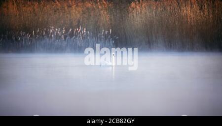 Wildlife Hintergrund des Cygnus Schwan, schwimmt auf dem Wasser im Nebel im Dunst. Das beste Foto. Stockfoto