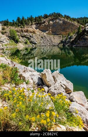 Hymenopappus filifolius; Asteraceae; Sonnenblumenfamilie; Dusty Maiden; blühende Wildblumen, Marmor Steinbruch Gulch; Ute Trail; CR 184; nahe Turm; Colora Stockfoto