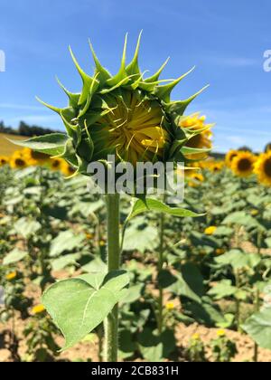 Ungeöffnete Sonnenblume in einem Feld von Sonnenblumen, Occitanie, Frankreich Stockfoto