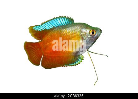 Nahaufnahme eines schönen Orange Zwerg-Gourami isoliert auf Weiß Stockfoto