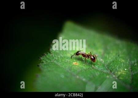 Eine Makroaufnahme einer roten Ameise (Myrmica ruginodis) Auf einem Blatt Stockfoto