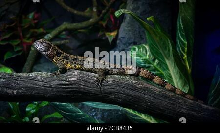 Chinesische Krokodil-Eidechse auf Zweig (weiblich) - volle Länge Stockfoto