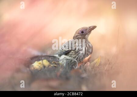 Australasian figbird on ground Nahrungssuche Obst, Australien Stockfoto