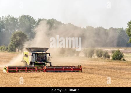 Ein Mähdrescher, der bei der Ernte eines Feldes in Norfolk, Großbritannien, in eine Staubwolke gehüllt wurde. Stockfoto