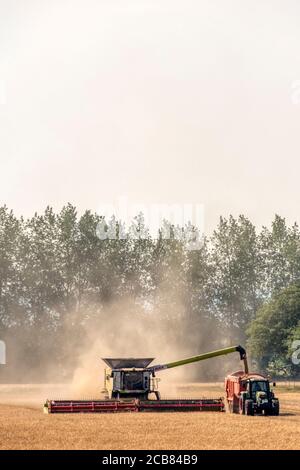Mähdrescher arbeiten und Abladen von Getreide zu einem Traktor und Anhänger in Norfolk, Großbritannien. Stockfoto