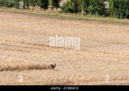 Der Europäische Hase, Lepus europaeus, läuft für die Deckung, da das letzte Feld geerntet wird. Stockfoto