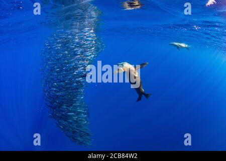 Kalifornische Seelöwen jagen und füttern in einem Köder Ball in Magdalena Bay, Baja california sur, Mexiko. Stockfoto