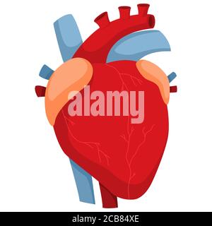 Menschliches Herz mit Arterien und Klappen. Vektor-Cartoon-Illustration der Anatomie interne Organ auf weißem Hintergrund isoliert. Stock Vektor