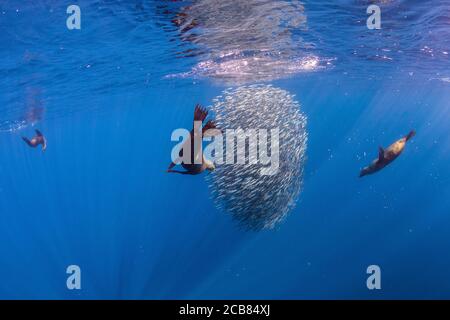 Kalifornische Seelöwen jagen und füttern in einem Köder Ball in Magdalena Bay, Baja california sur, Mexiko. Stockfoto