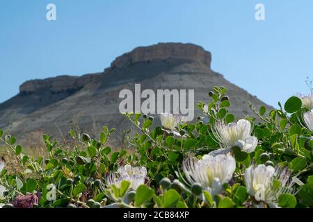 Kaperbusch wächst auf dem Boden und Braut Berg (Gelin dagi auf Türkisch) im Hintergrund. Stockfoto