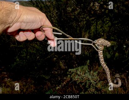 Snake Wrangler hält eine Juvenile Arizona Black Rattlesnake mit Zange, Arizona, USA Stockfoto