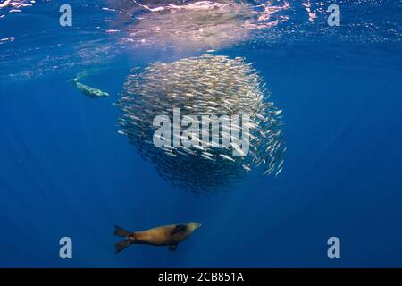 Kalifornische Seelöwen jagen und füttern in einem Köder Ball in Magdalena Bay, Baja california sur, Mexiko. Stockfoto