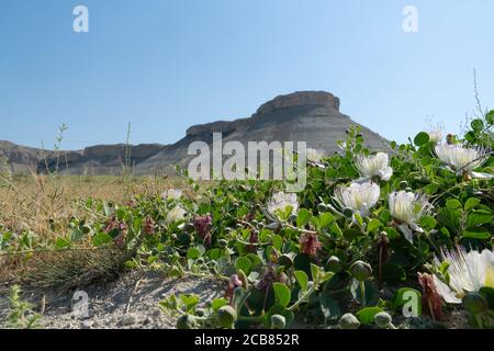 Kaperbusch wächst auf dem Boden und Braut Berg (Gelin dagi auf Türkisch) im Hintergrund. Stockfoto