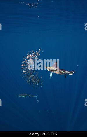 Marlin-Jagd und -Fütterung in einem Köderball in Magdalena Bay, Baja California Sur, Mexiko. Stockfoto