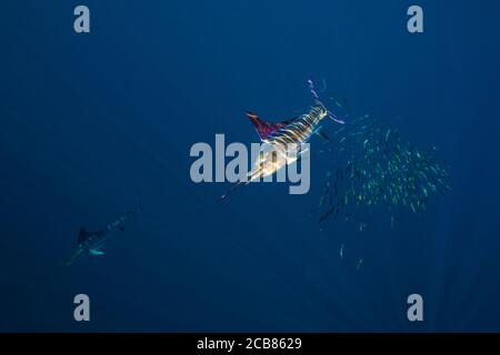 Marlin-Jagd und -Fütterung in einem Köderball in Magdalena Bay, Baja California Sur, Mexiko. Stockfoto