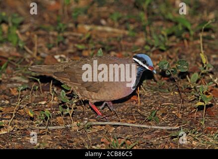 Blauköpfige Wachteltaube (Starnoenas cyanocephala) Erwachsener auf Waldboden, bedrohte Arten, kubanische endemische Zapata-Halbinsel, Kuba Mär Stockfoto