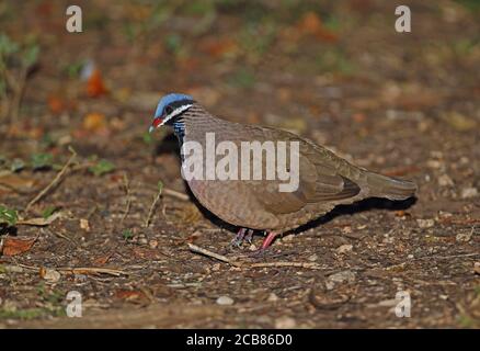 Blauköpfige Wachteltaube (Starnoenas cyanocephala) Erwachsener auf Waldboden, bedrohte Arten, kubanische endemische Zapata-Halbinsel, Kuba Mär Stockfoto