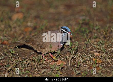 Blauköpfige Wachteltaube (Starnoenas cyanocephala) Erwachsener auf Waldboden, bedrohte Arten, kubanische endemische Zapata-Halbinsel, Kuba Mär Stockfoto