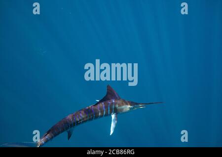 Marlin-Jagd und -Fütterung in einem Köderball in Magdalena Bay, Baja California Sur, Mexiko. Stockfoto