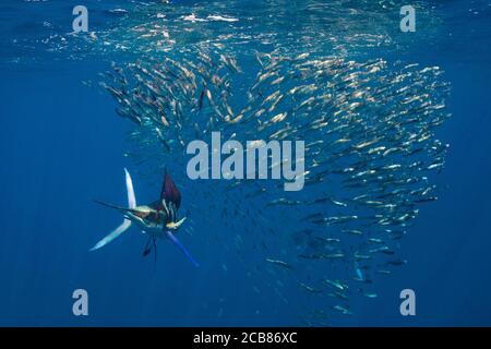 Marlin-Jagd und -Fütterung in einem Köderball in Magdalena Bay, Baja California Sur, Mexiko. Stockfoto