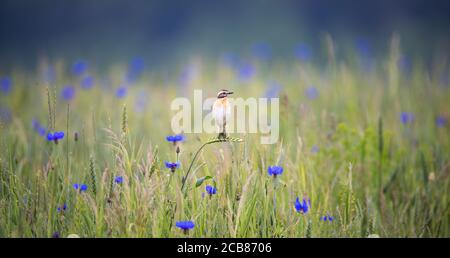 Whinchat saxicola rubetra weiblich auf Gras sitzend. Niedliche kleine gemeinsame helle Wiese songbird. Vogel in der Tierwelt, das beste Foto Stockfoto